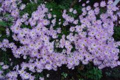 DSC09089